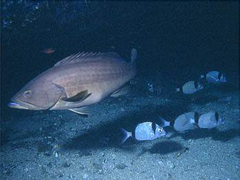 Epinephelus costae (Dotto o Cernia dorata)